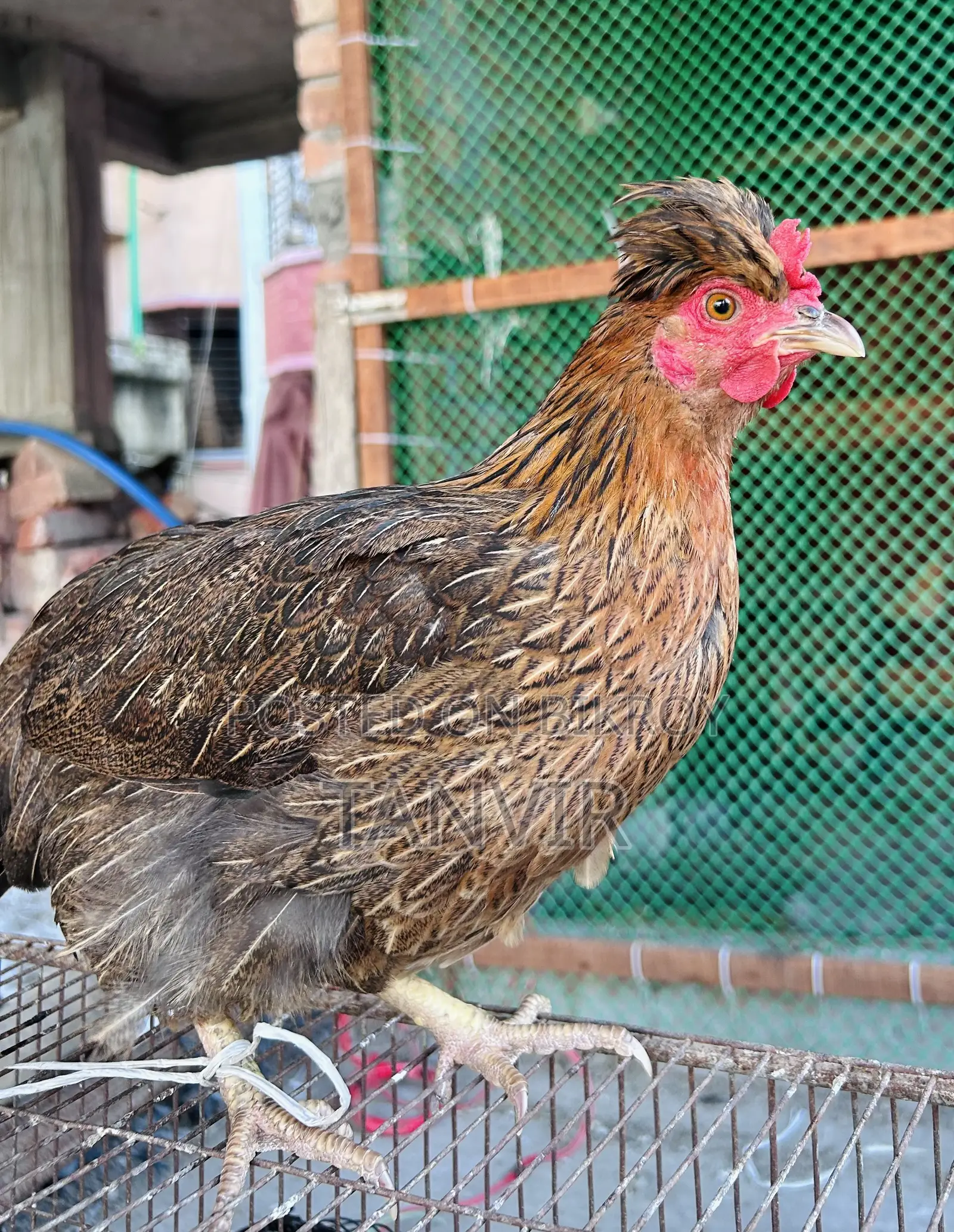 দেশি মুরগি সেমি এডাল্ট এবং রানিং