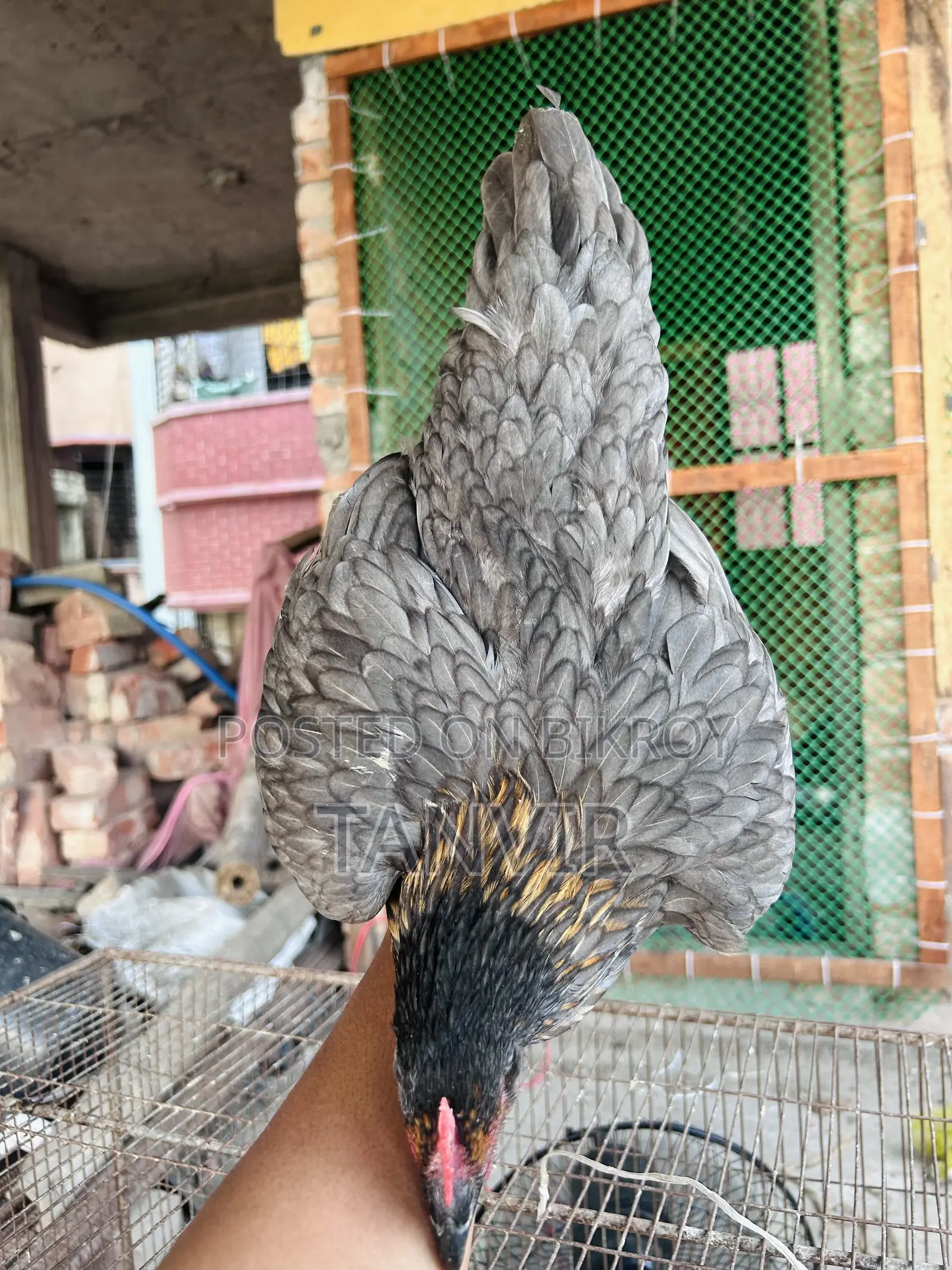 দেশি মুরগি সেমি এডাল্ট এবং রানিং
