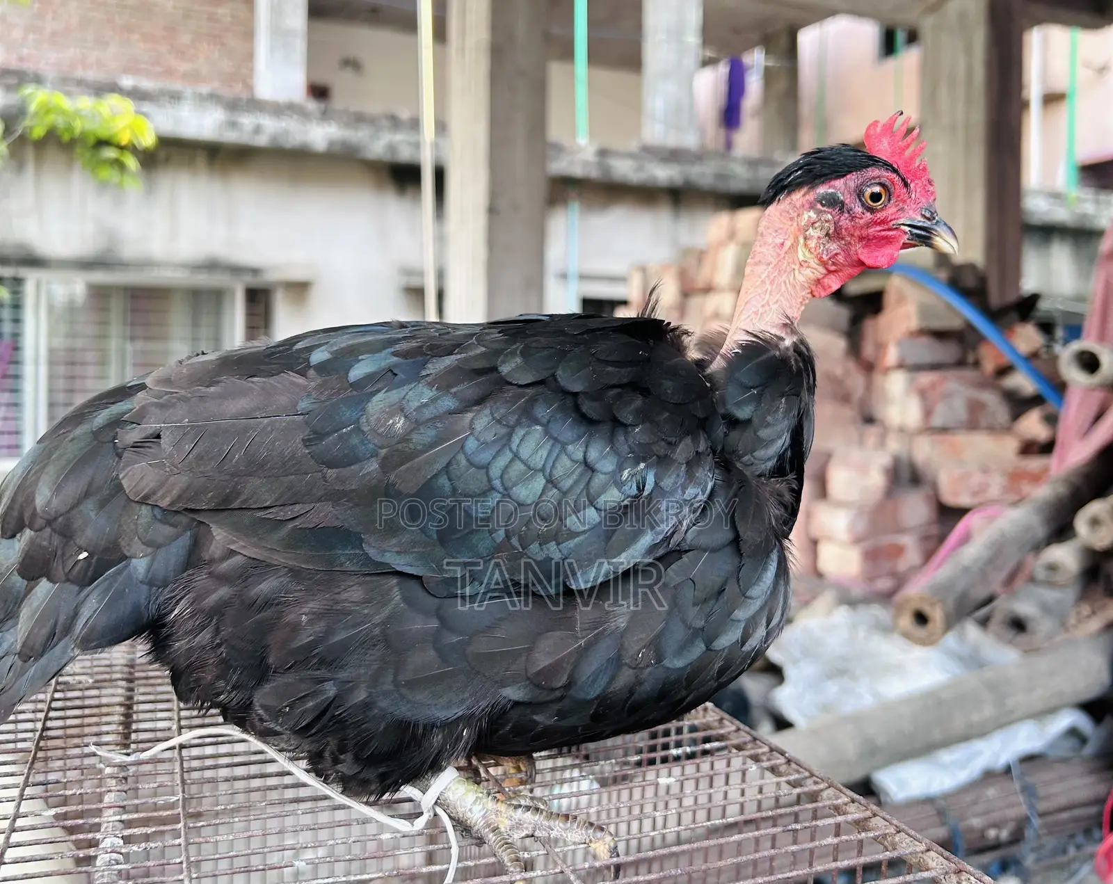 দেশি মুরগি সেমি এডাল্ট এবং রানিং
