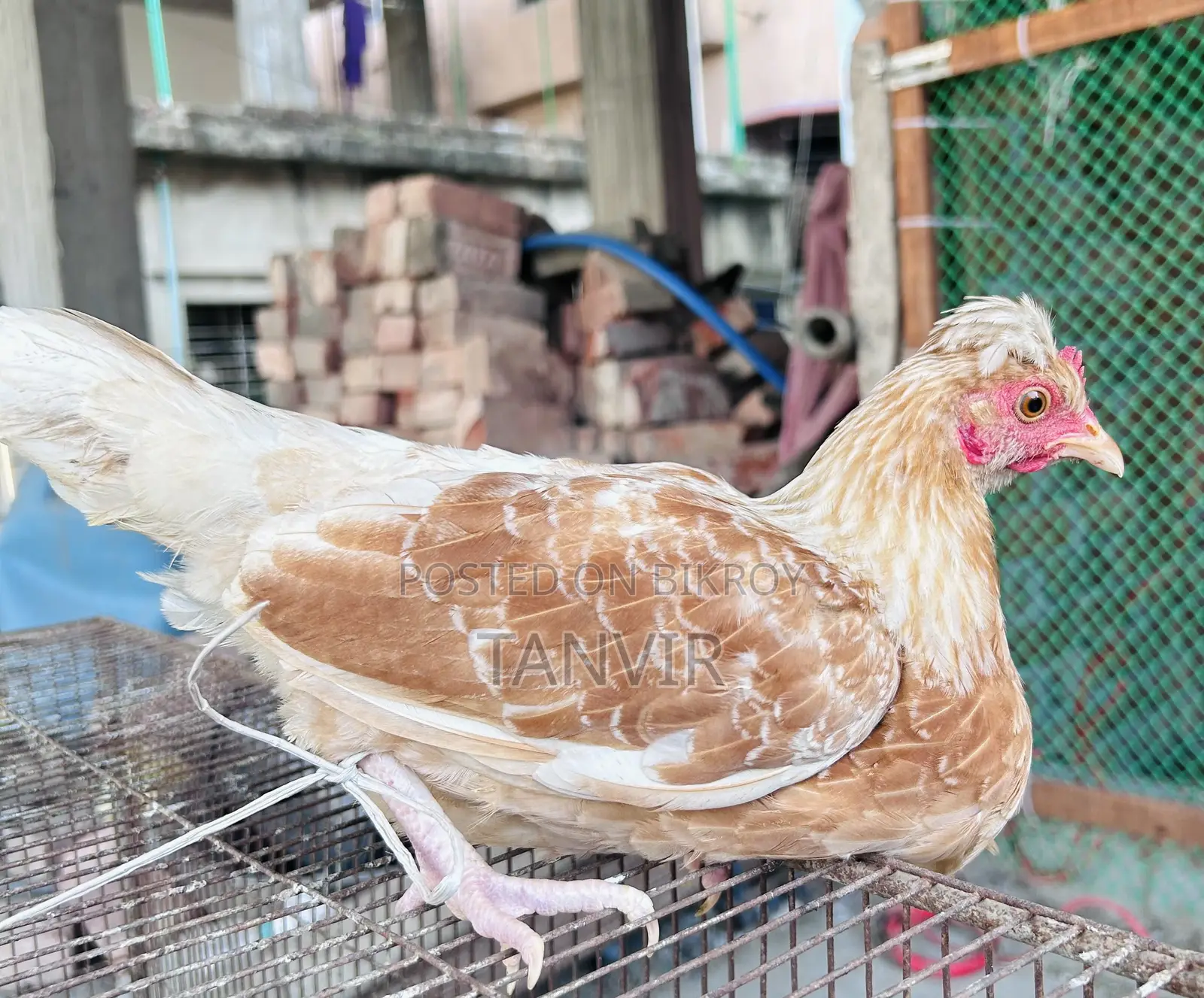 দেশি মুরগি সেমি এডাল্ট এবং রানিং