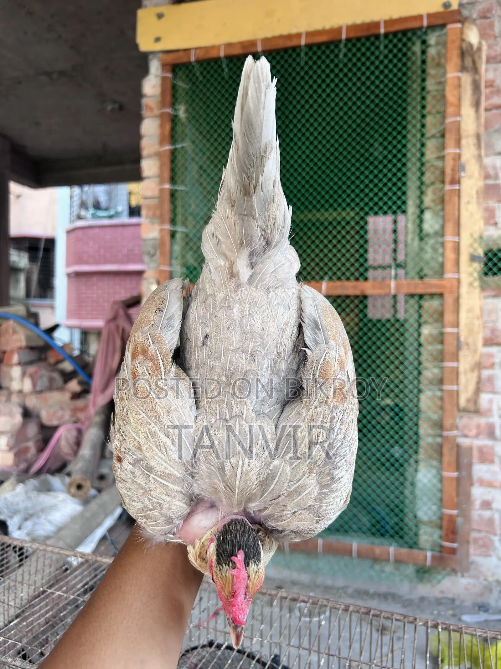 দেশি মুরগি সেমি এডাল্ট এবং রানিং