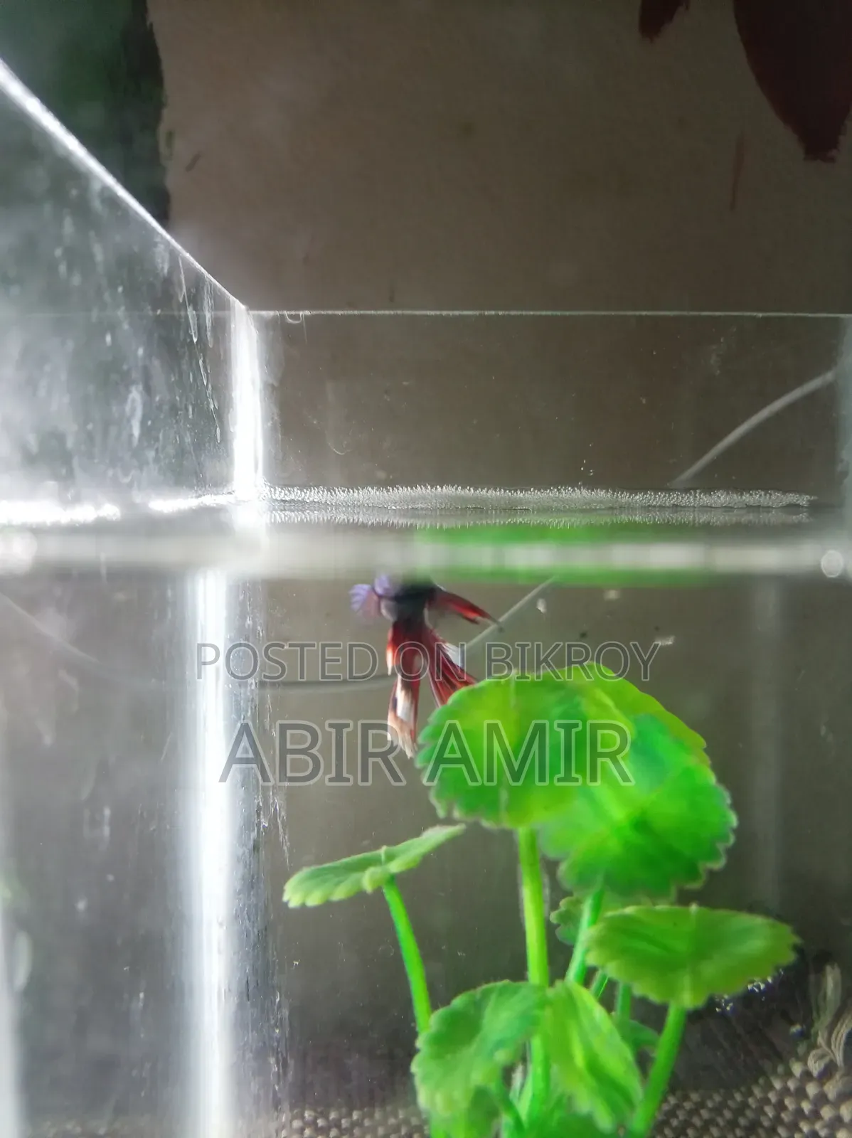 রিয়ার কালার বেটা ফিস