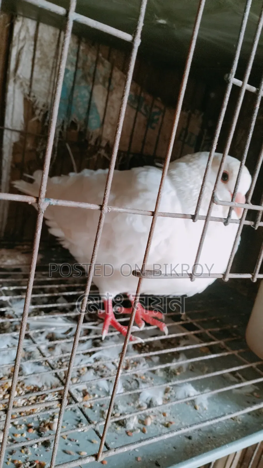 হোয়াইট কিং (নর) এবং সিরাজী ঝুঁটি ওয়ালা (নর) কবুতর বিক্রি হবে।