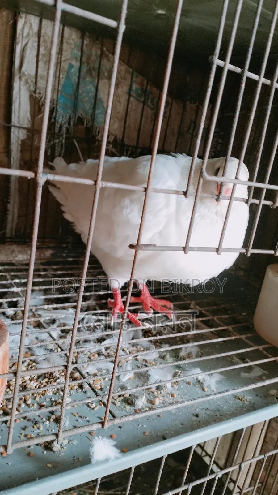 হোয়াইট কিং (নর) এবং সিরাজী ঝুঁটি ওয়ালা (নর) কবুতর বিক্রি হবে।