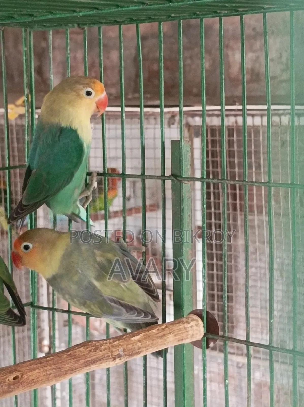 Parblue Love Birds