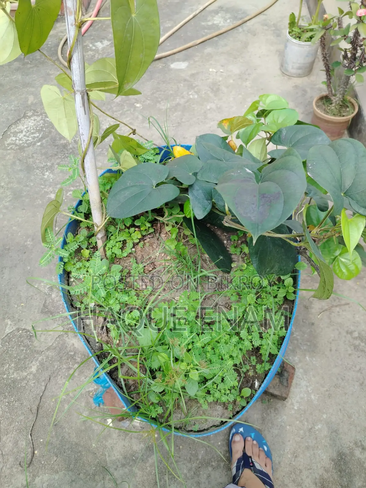 ৩টি বড় ও মজবুত গার্ডেনিং টব/প্লাস্টিক Tub বিক্রি হবে