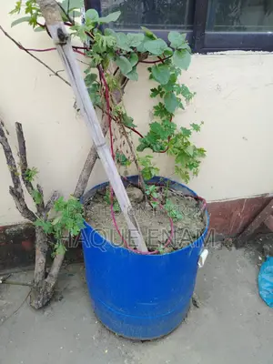 ৩টি বড় ও মজবুত গার্ডেনিং টব/প্লাস্টিক Tub বিক্রি হবে