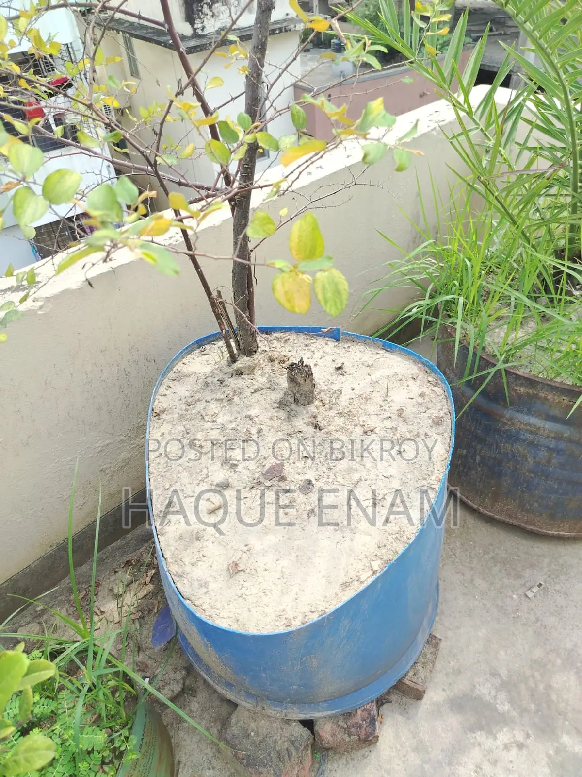 ৩টি বড় ও মজবুত গার্ডেনিং টব/প্লাস্টিক Tub বিক্রি হবে