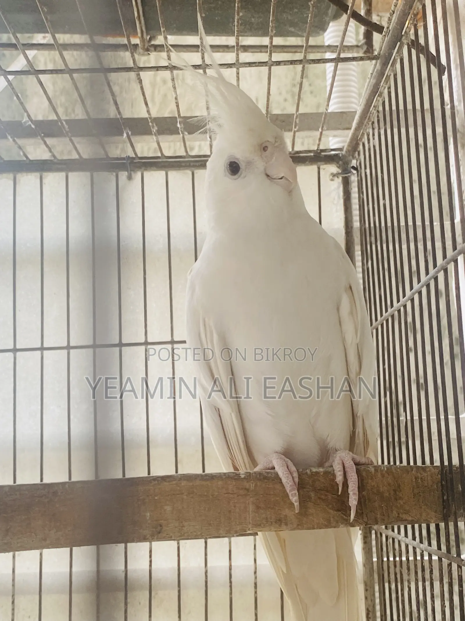 আলবিনো ককাটেল মাস্টার পেয়ার