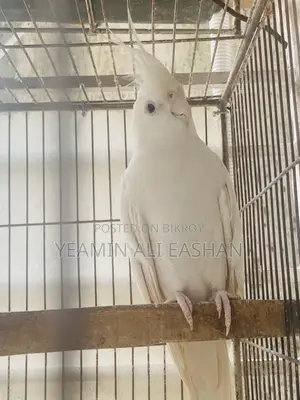 আলবিনো ককাটেল মাস্টার পেয়ার