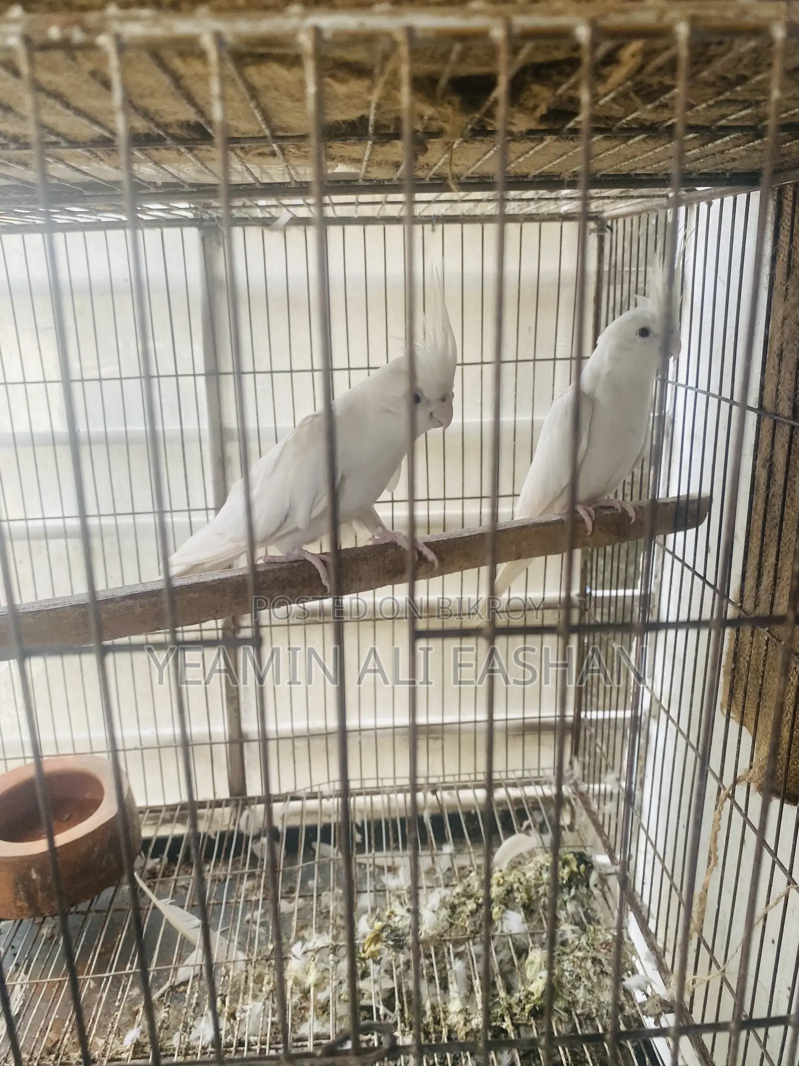 আলবিনো ককাটেল মাস্টার পেয়ার