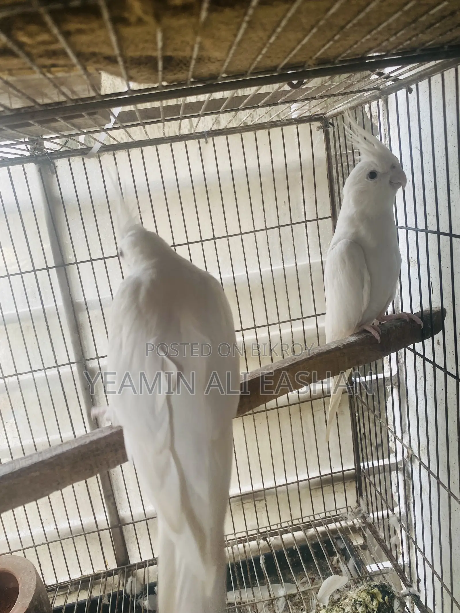 আলবিনো ককাটেল মাস্টার পেয়ার