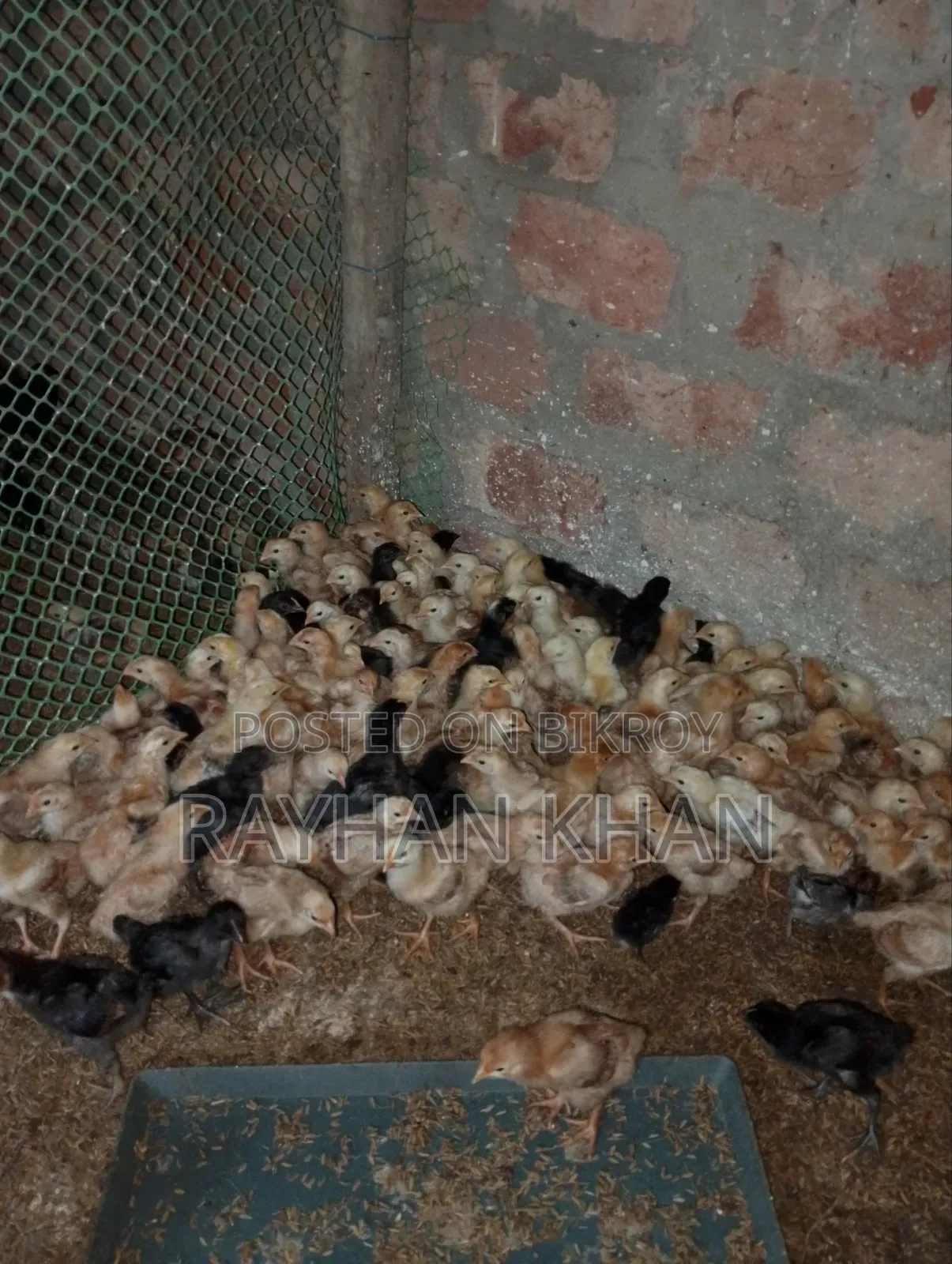 Bismillahir Rahmanir Rahim Some Kala Bird Chicks for Sale