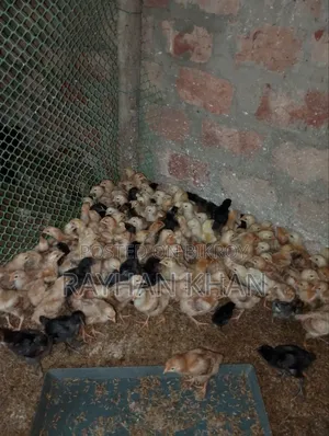 Bismillahir Rahmanir Rahim Some Kala Bird Chicks for Sale