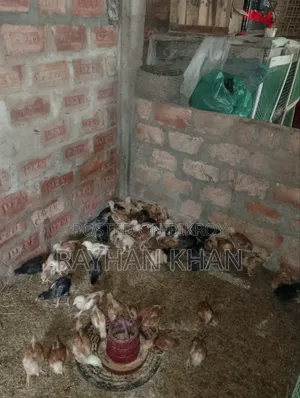 Bismillahir Rahmanir Rahim Some Kala Bird Chicks for Sale