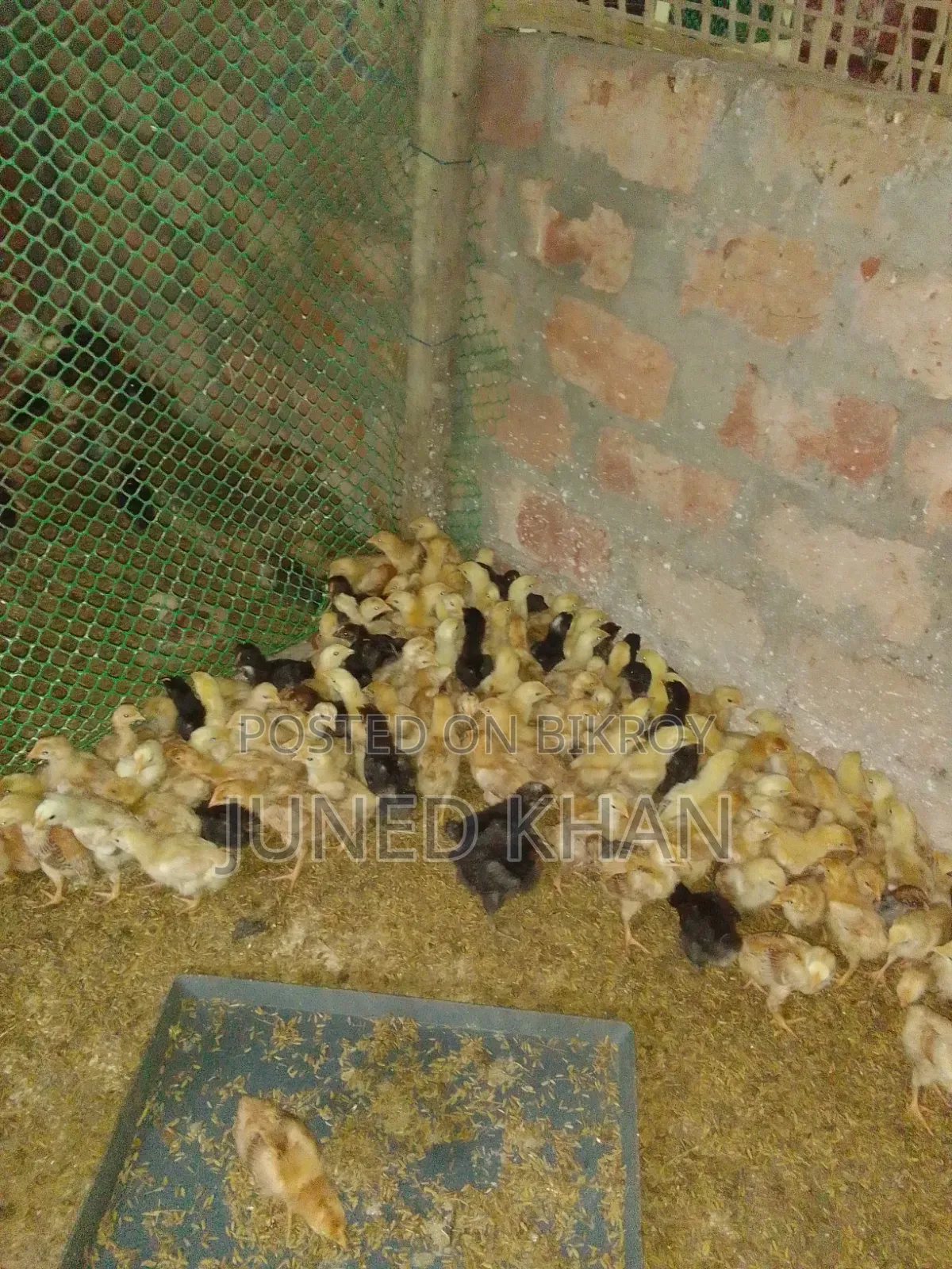 Some colorful hybrid roosters will be sold