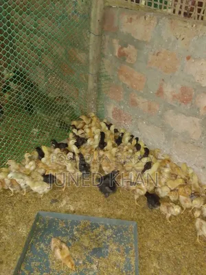 কিছু কালার বার্ড মোরগ বিক্রি করা হবে