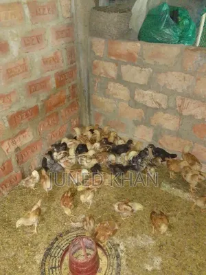 Some colorful hybrid roosters will be sold