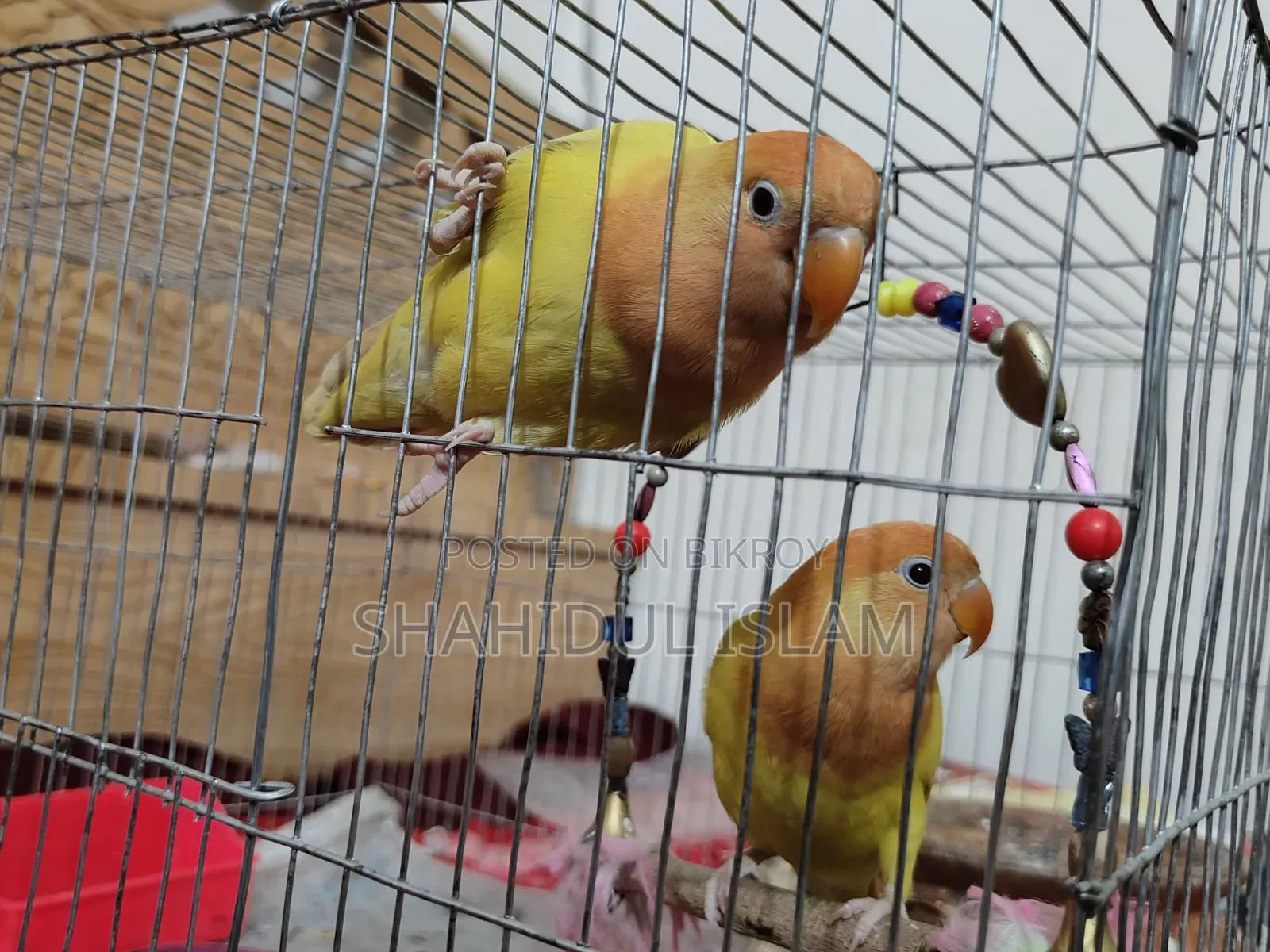 এক জোড়া লাভবার্ড লুটিনো(রেড আই)
