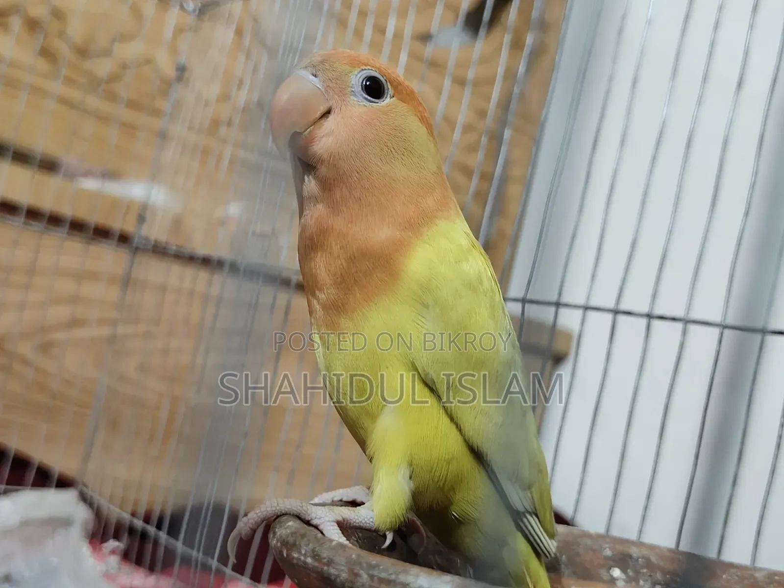 এক জোড়া লাভবার্ড লুটিনো(রেড আই)
