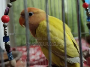 এক জোড়া লাভবার্ড লুটিনো(রেড আই)