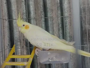 ককটেল নিউ এডাল্ট