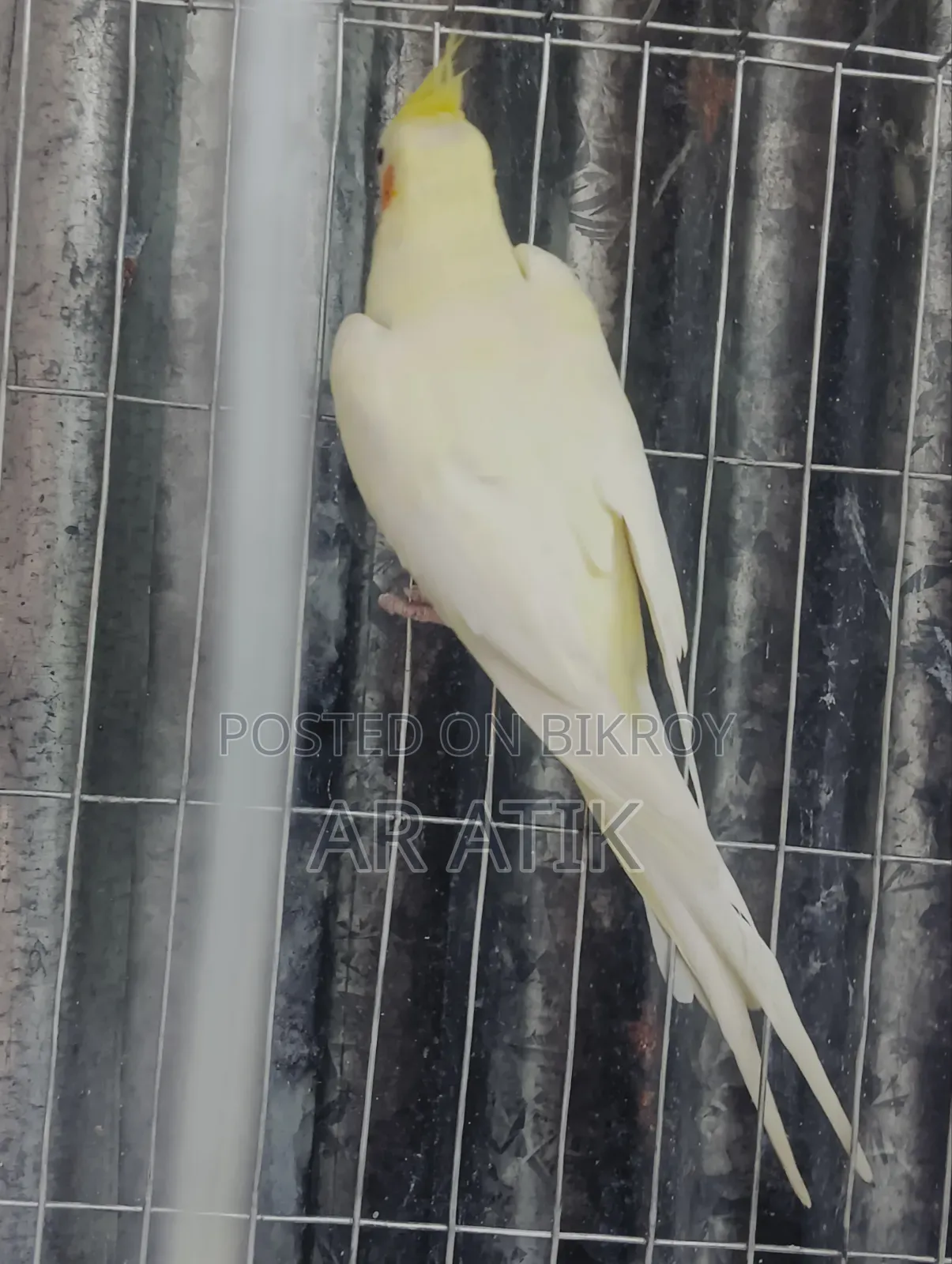ককটেল নিউ এডাল্ট