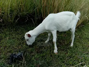 White Black Bagal Goat