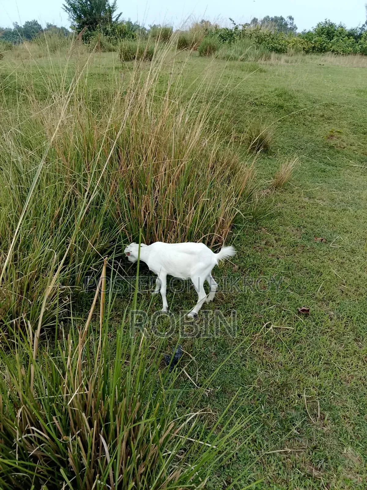 White Black Bagal Goat