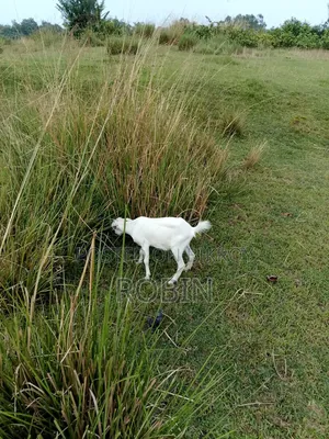 White Black Bagal Goat