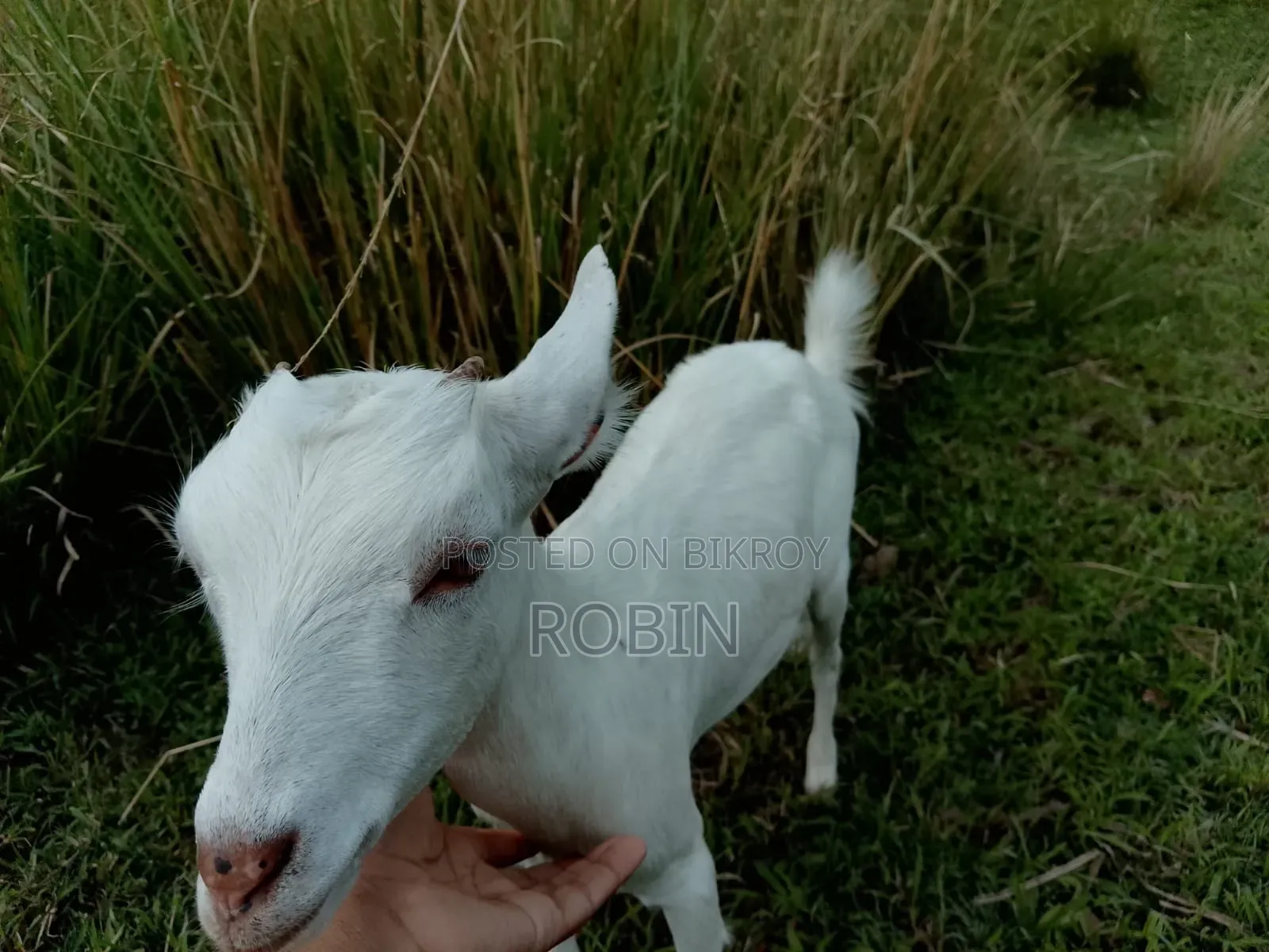 White Black Bagal Goat