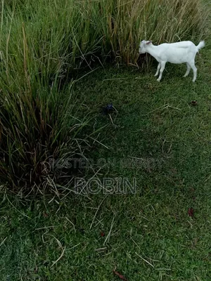 White Black Bagal Goat
