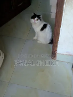 ১+ বছরের ফিমেল পিওরব্রেড পার্সিয়ান