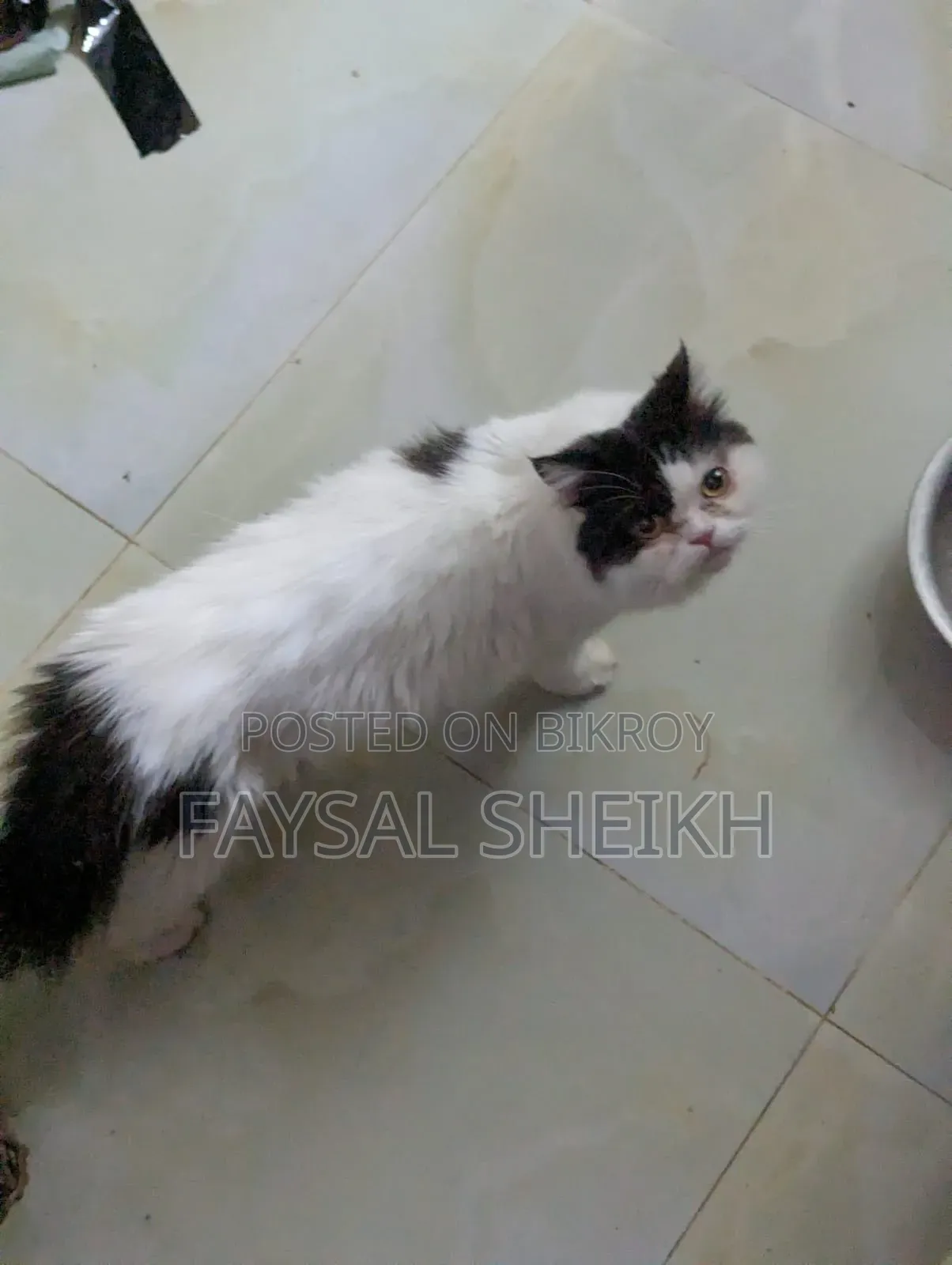১+ বছরের ফিমেল পিওরব্রেড পার্সিয়ান