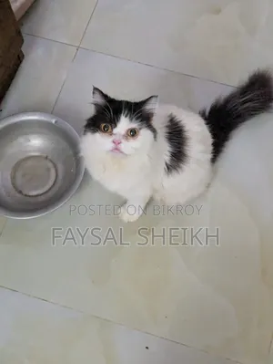 ১+ বছরের ফিমেল পিওরব্রেড পার্সিয়ান