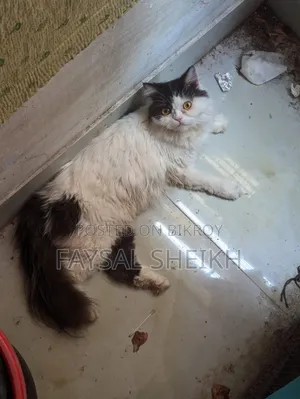১+ বছরের ফিমেল পিওরব্রেড পার্সিয়ান