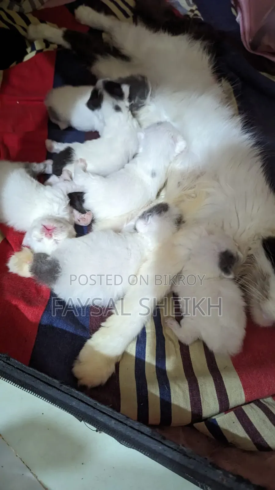 ১+ বছরের ফিমেল পিওরব্রেড পার্সিয়ান