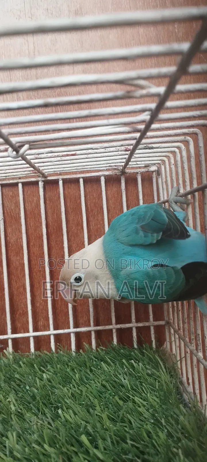 BLUE Opaline Split Dilute Running Female