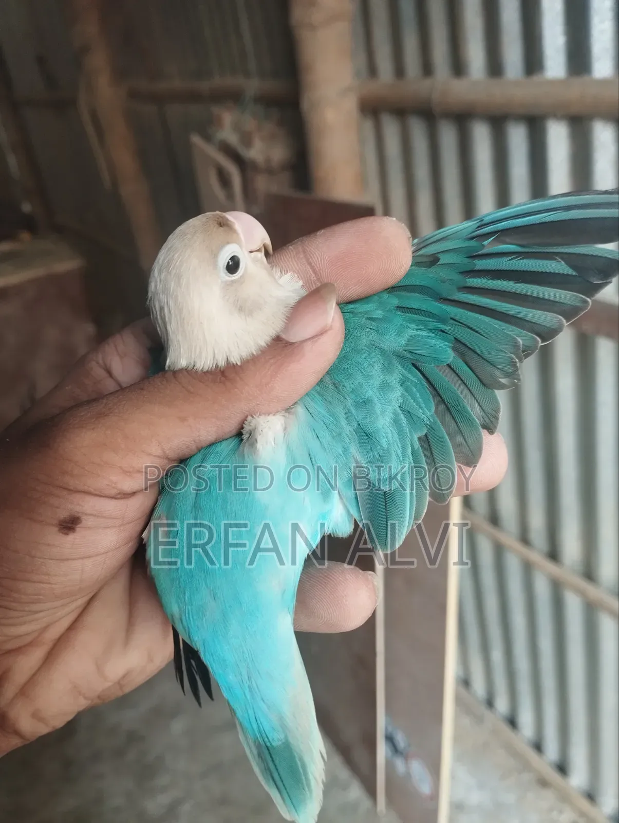 BLUE Opaline Split Dilute Running Female