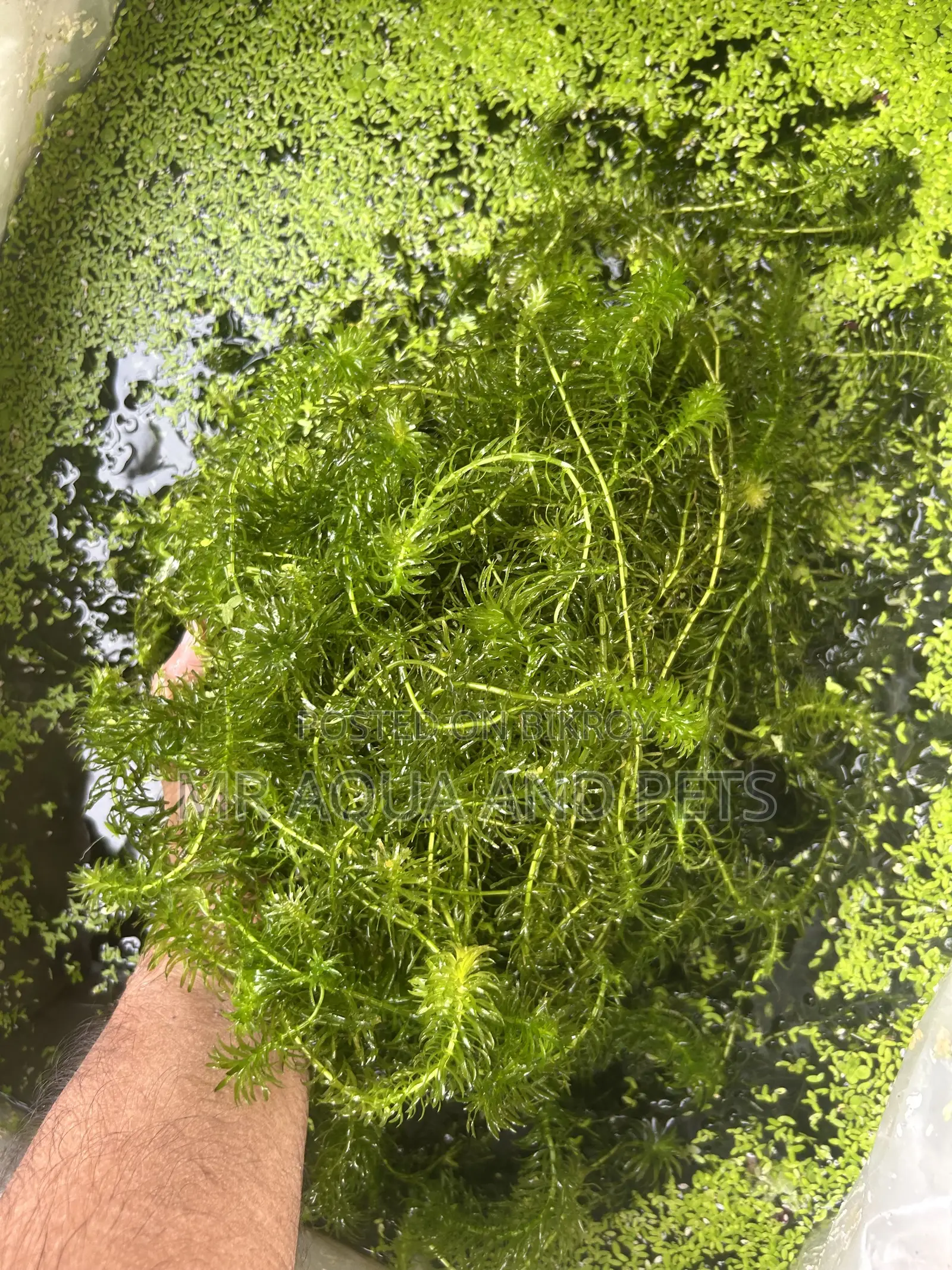 লার্জ-ফ্লাওয়ারড ওয়াটারউইড (এজেরিয়া ডেনসা)