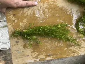লার্জ-ফ্লাওয়ারড ওয়াটারউইড (এজেরিয়া ডেনসা)