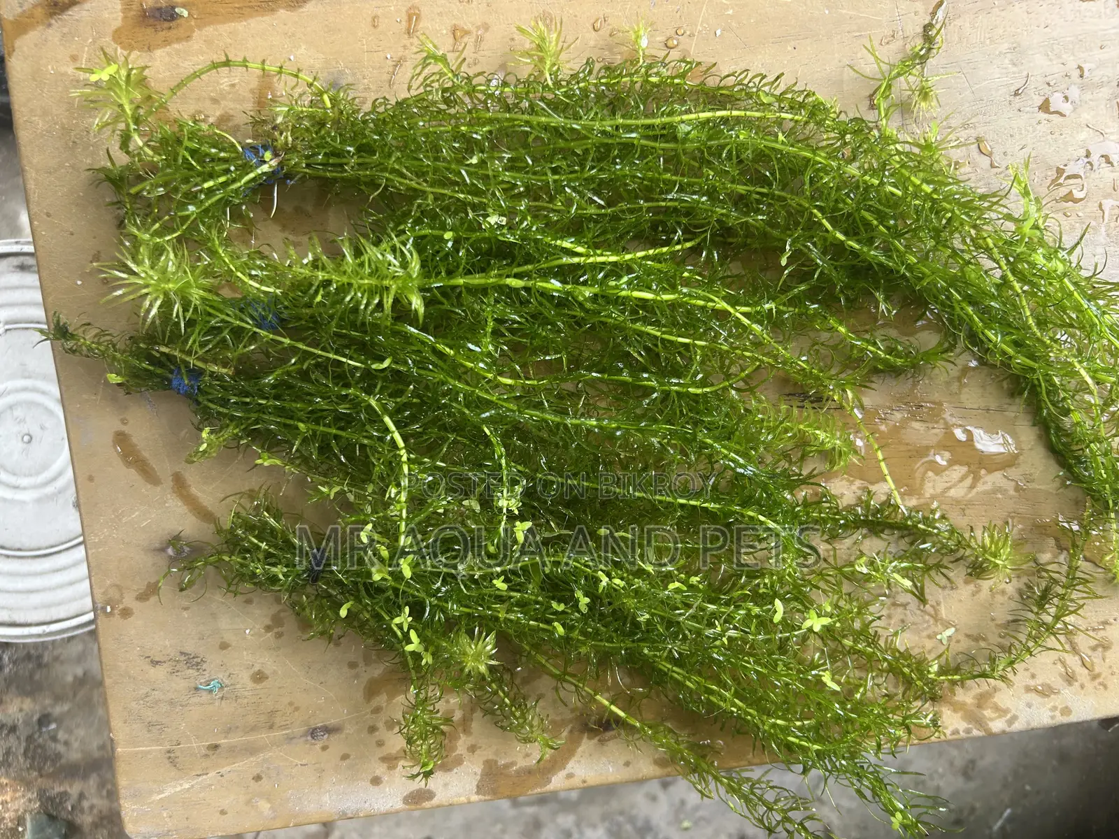 লার্জ-ফ্লাওয়ারড ওয়াটারউইড (এজেরিয়া ডেনসা)