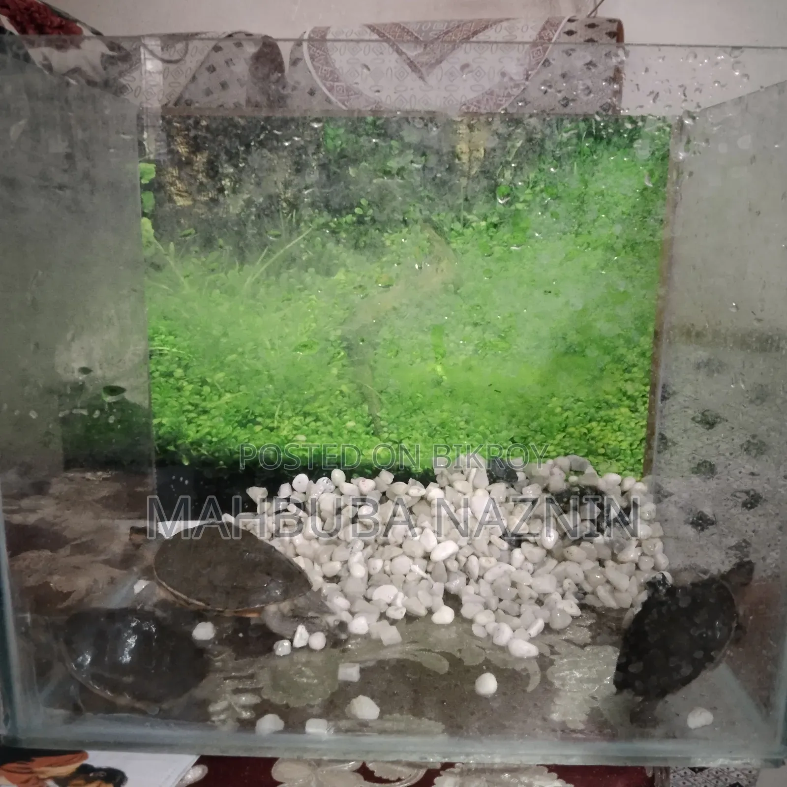 Turtle