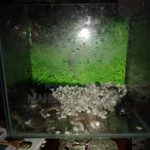 Turtle