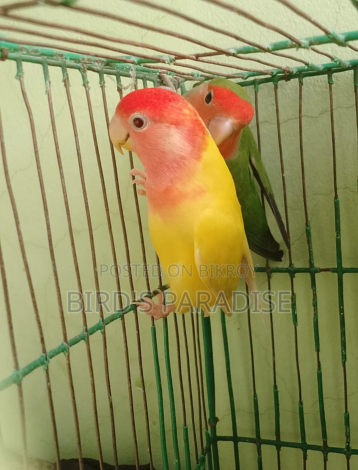 Adult Tame Lovebird Pair