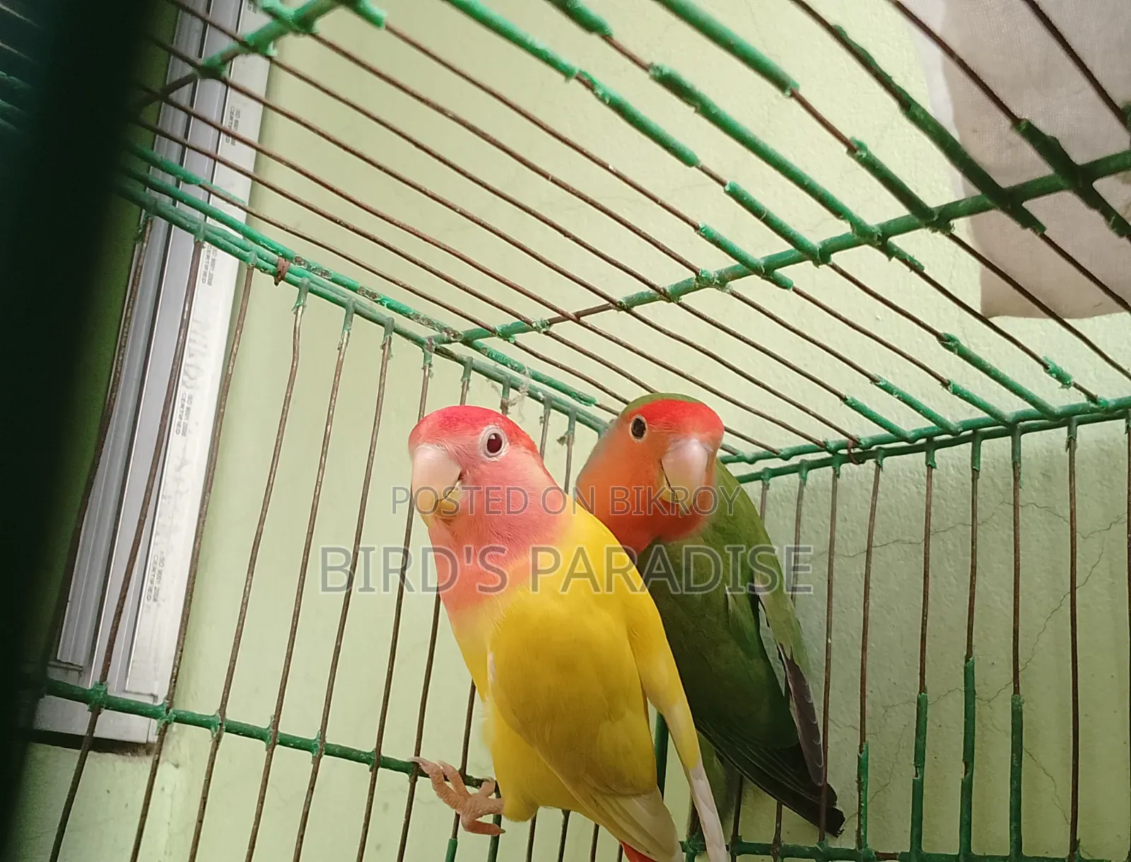 Adult Tame Lovebird Pair