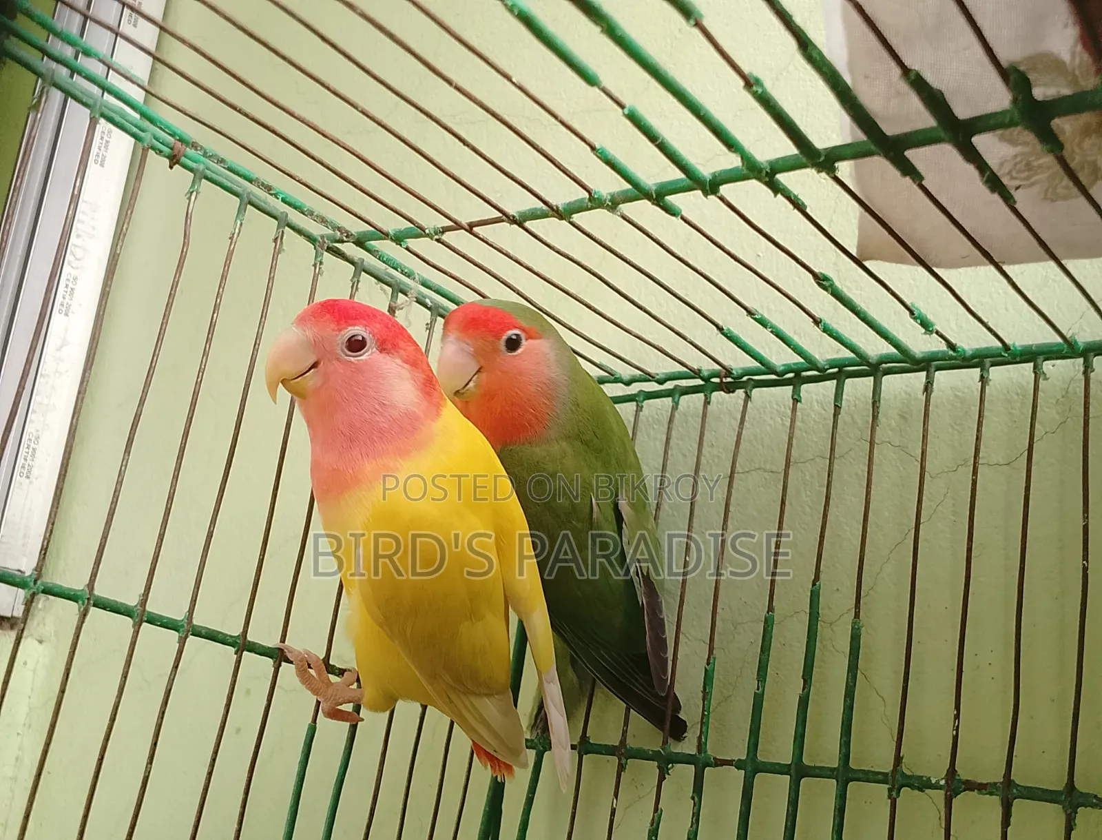 Adult Tame Lovebird Pair