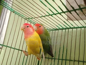 Adult Tame Lovebird Pair