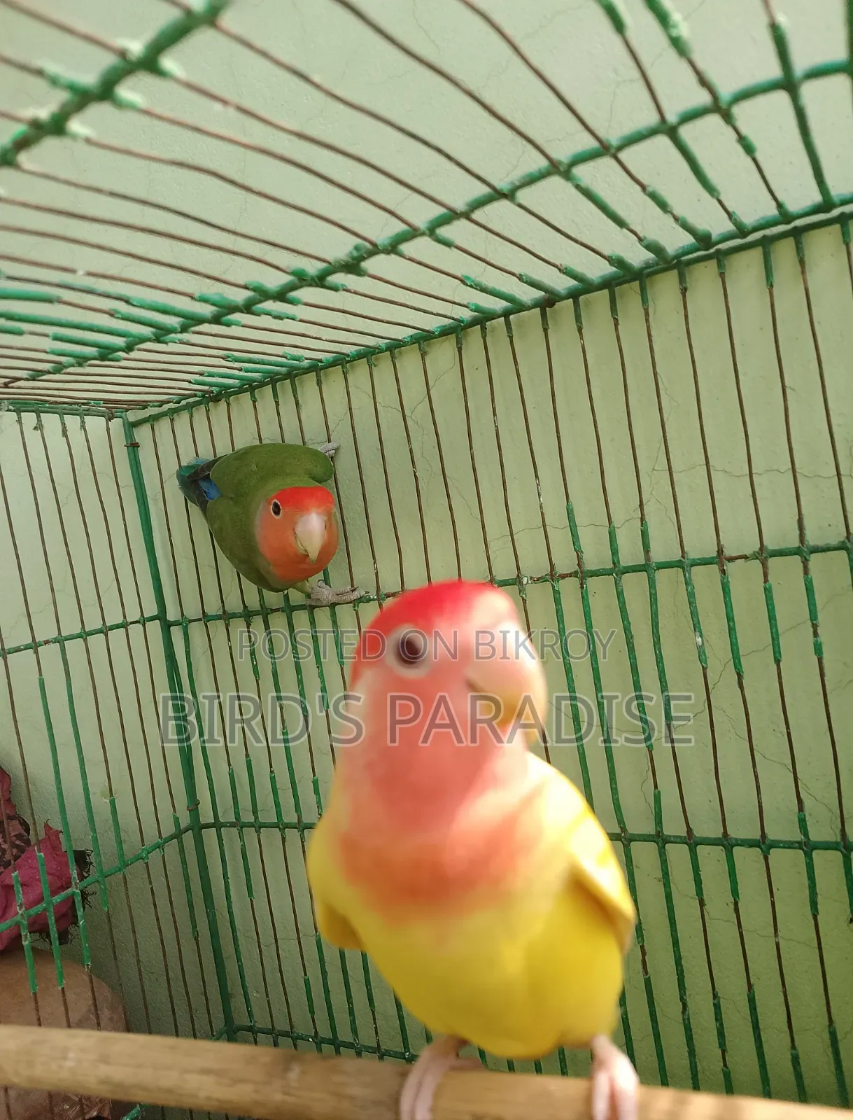 Adult Tame Lovebird Pair