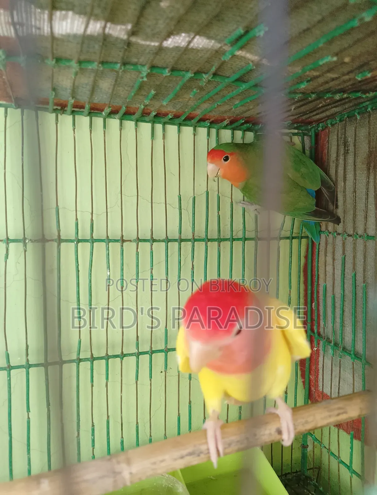 Adult Tame Lovebird Pair
